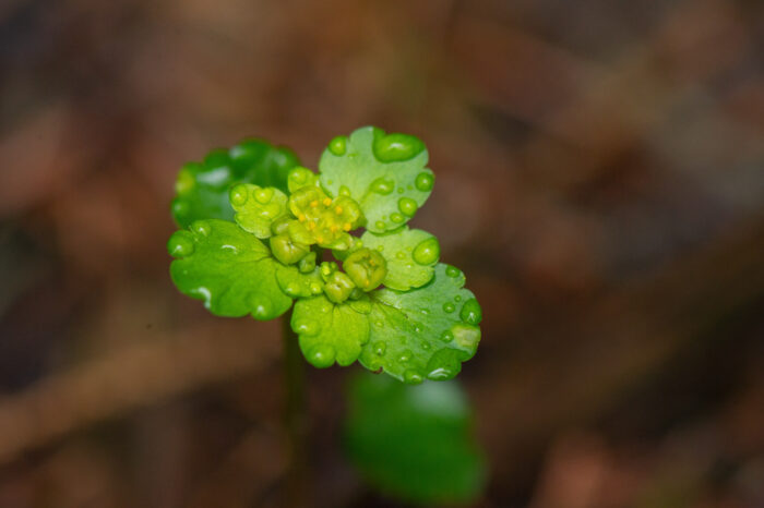 Maigull (Chrysosplenium alternifolium)