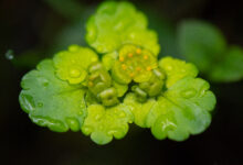 Maigull (Chrysosplenium alternifolium)