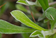 Kattefot (Antennaria dioica)