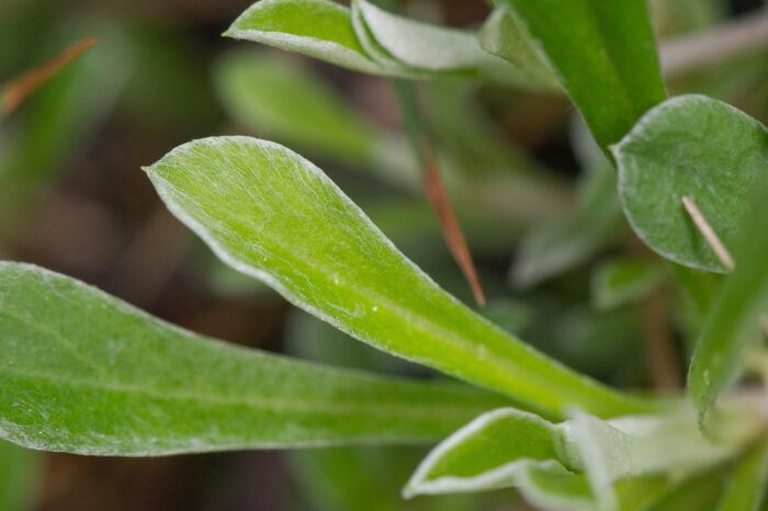 Kattefot (Antennaria dioica)