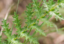 Knollmjødurt (Filipendula vulgaris)