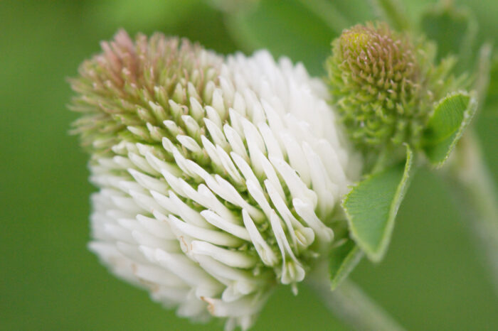 Bakkekløver (Trifolium montanum)