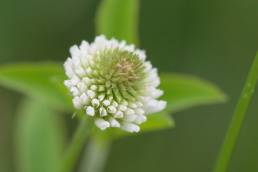 Bakkekløver (Trifolium montanum)