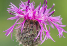 Fagerknoppurt (Centaurea scabiosa)
