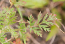 Tranehals (Erodium cicutarium)