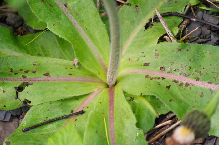 Flekkgrisøre (Hypochaeris maculata)