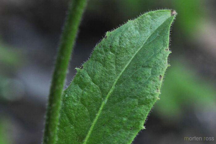 Flekkgrisøre (Hypochaeris maculata)