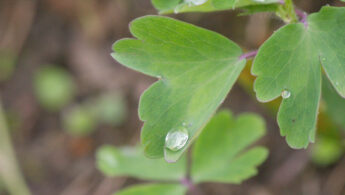 Akeleie (Aquilegia vulgaris)