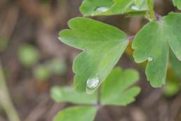 Akeleie (Aquilegia vulgaris)