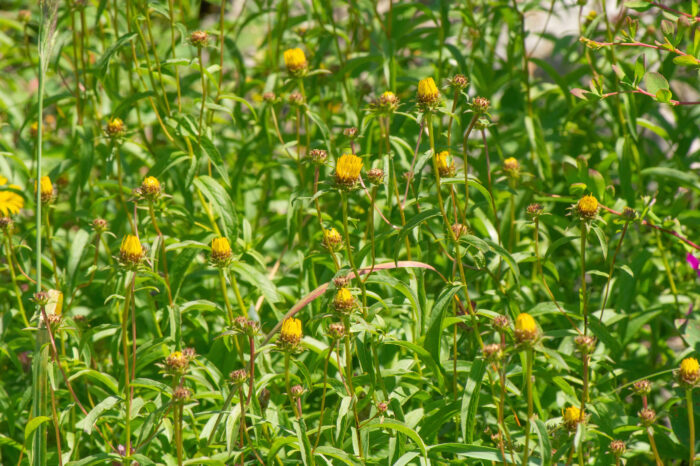 Krattalant (Inula salicina)