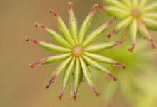 Knollmjødurt (Filipendula vulgaris)