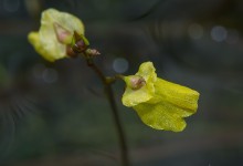 Småblærerot (Utricularia minor)