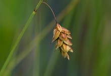 Dystarr (Carex limosa)