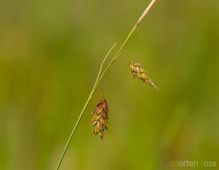 Dystarr (Carex limosa)