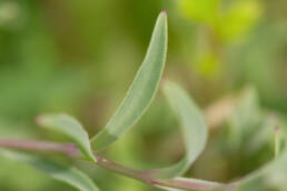 Strandsmelle (Silene uniflora)