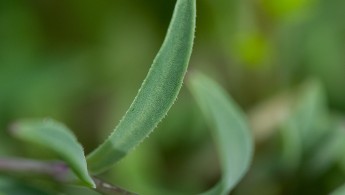 Strandsmelle (Silene uniflora)