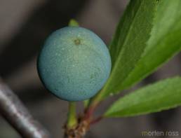 Slåpetorn (Prunus spinosa)