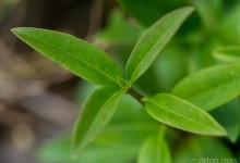 Liguster (Ligustrum vulgare)