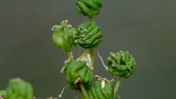 Mjødurt (Filipendula ulmaria)
