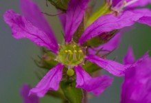 Kattehale (Lythrum salicaria)