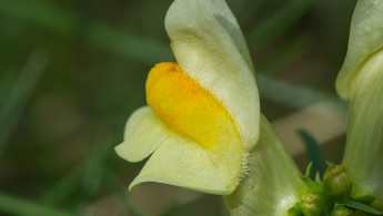 Torskemunn (Linaria vulgaris)