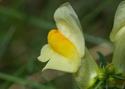 Torskemunn (Linaria vulgaris)