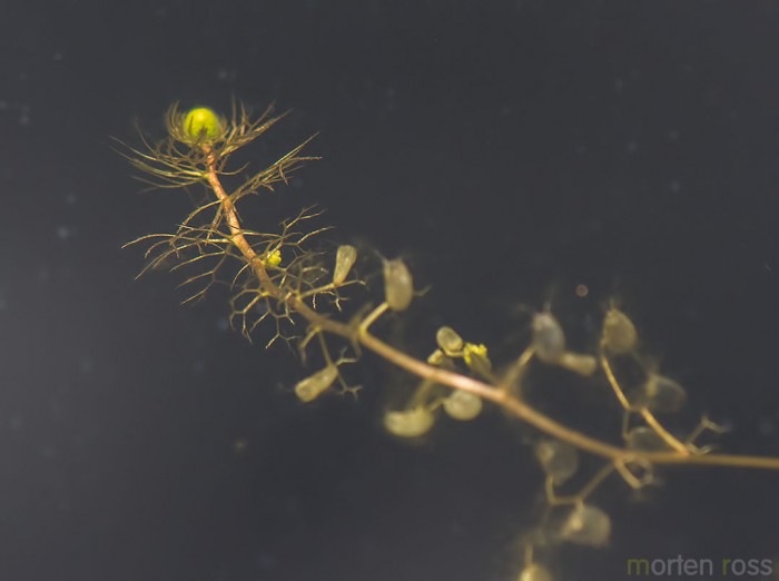 Mellomblærerot (Utricularia ochroleuca)
