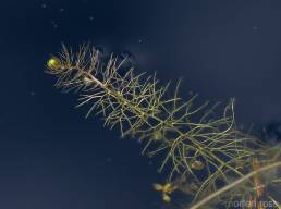 Mellomblærerot (Utricularia ochroleuca)