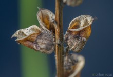 Myrklegg (Pedicularis palustris)
