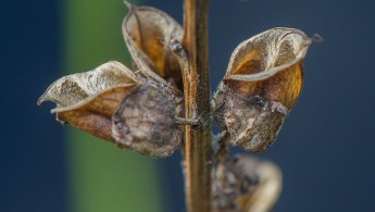 Myrklegg (Pedicularis palustris)