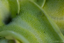Tettegras (Pinguicula vulgaris)
