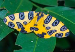 Leopard Moth (Pantherodes pardalis)