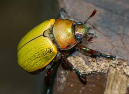 Iguaçu Beetle (Chrysina sp)