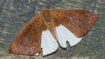Iguaçu Moth 01