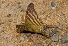 Many-banded Daggerwing (Marpesia chiron)