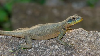 Amazon Lava Lizard (Tropidurus torquatus)