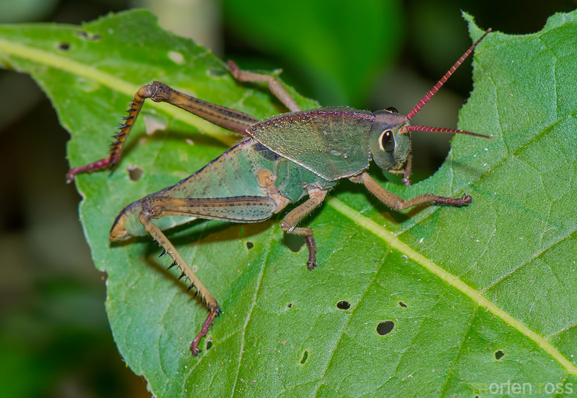Iguaçu Grasshopper 02