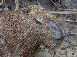 Capybara (Hydrochoerus hydrochaeris)