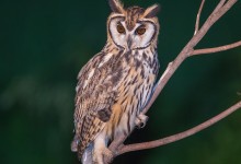 Striped Owl (Pseudoscops clamator)