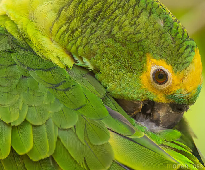 Turquoise-fronted Amazon (Amazona aestiva)