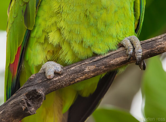 Turquoise-fronted Amazon (Amazona aestiva)