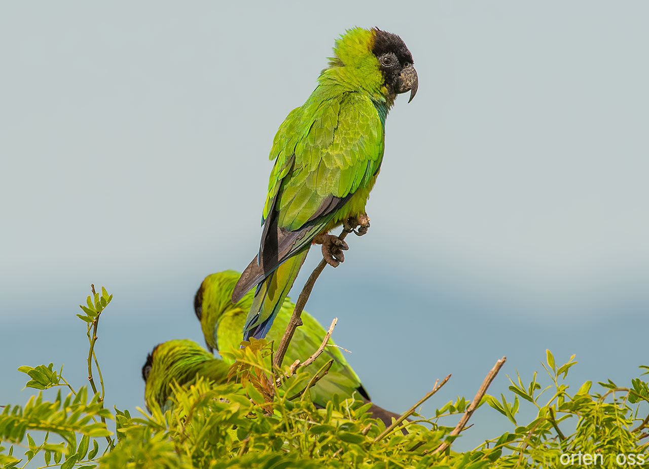 Nanday Parakeet (Aratinga nenday)