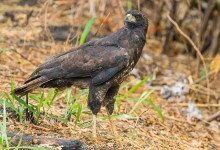 Great Black Hawk (Buteogallus urubitinga)
