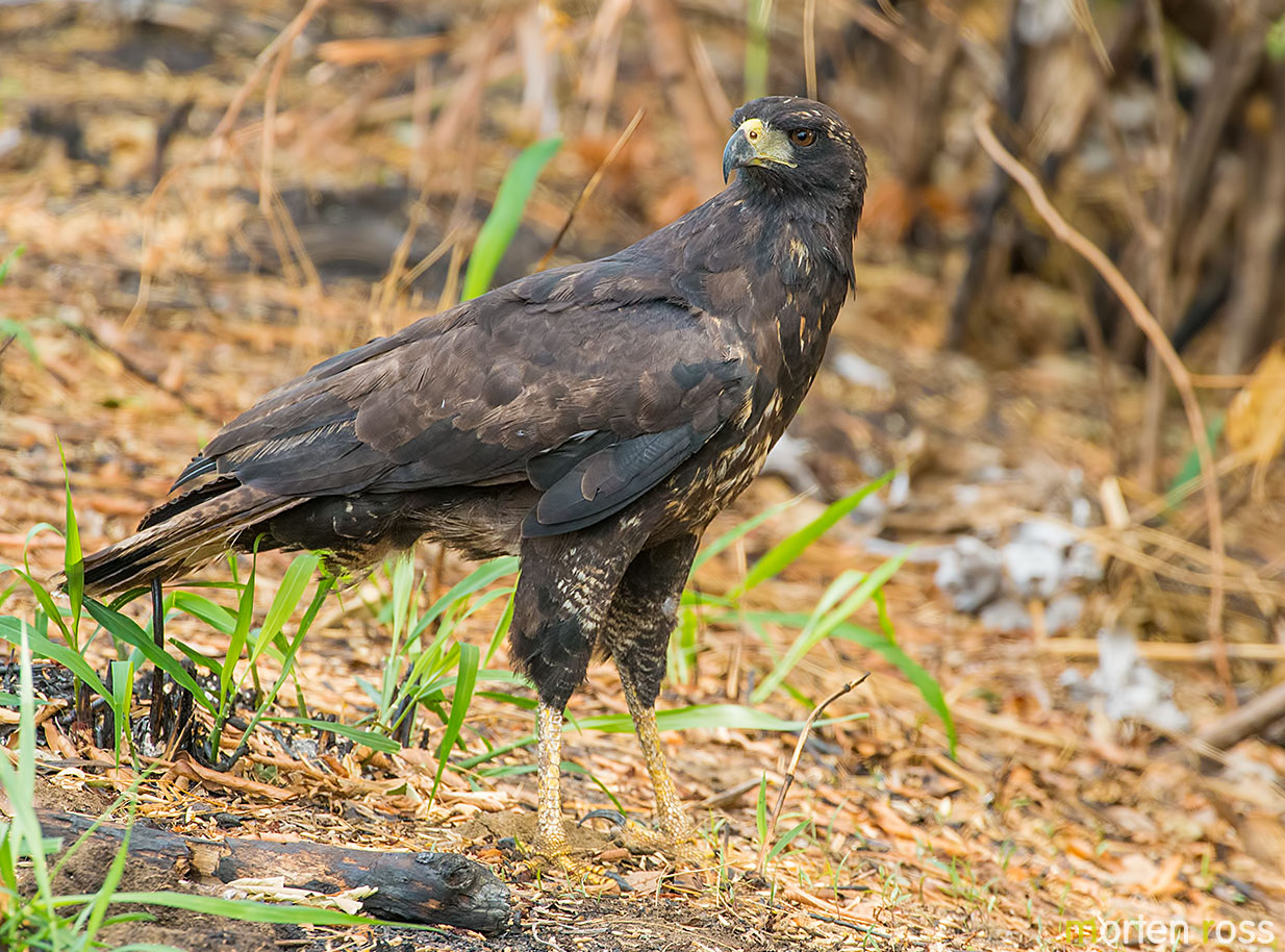 Great Black Hawk (Buteogallus urubitinga) – Birds of Bolivia