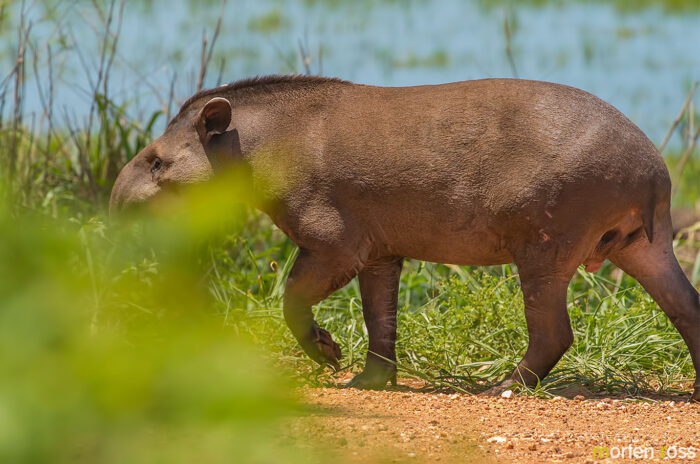 Lowland tapir (Tapirus terrestris)