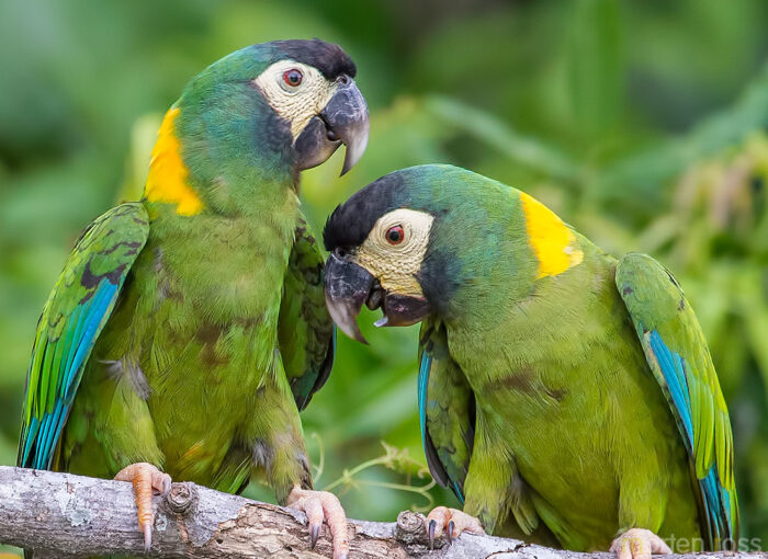 Golden-collared Macaw (Primolius auricollis)