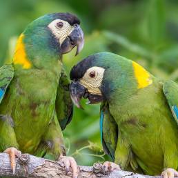 Golden-collared Macaw (Primolius auricollis)