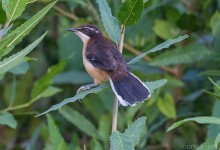 Black-capped Donacobius (Donacobius atricapilla)