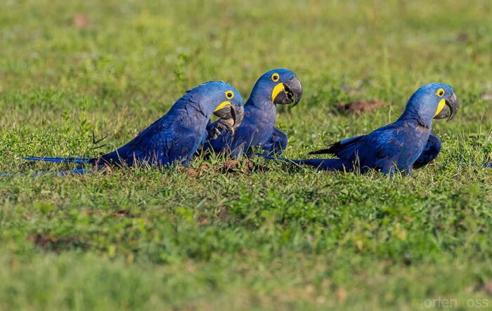 Hyacinth Macaw (Anodorhynchus hyacinthinus)