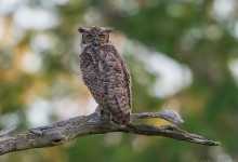South American Great Horned Owl (Bubo virginianus nacurutu)